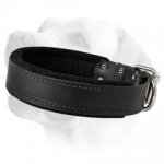 Extra Wide Padded Leather Collar For Labrador