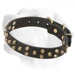 Soft leather Labrador collar with brass pyramids for walking and training