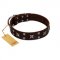 "Bigwig Woof" FDT Artisan Brown Leather Labrador Collar with Chrome Plated Stars and Square Studs