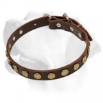 Cute Everyday Leather Collar For Labradors