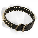 Strong Leather Labrador Collar with Gold-colored Spikes