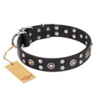 "Refined Essence" FDT Artisan Black Leather Labrador Collar with Silvery Studs