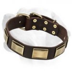 Leather Labrador Collar Decorated with Massive Plates