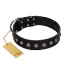 "Silver Flower" Exclusive FDT Artisan Black Leather Labrador Collar with Silver-Like Studs