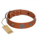 "Foxy Nature" FDT Artisan Tan Leather Labrador Collar with Chrome Plated Brooches