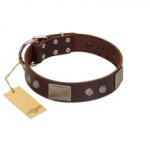 "Stone Stars" Stylish Handmade FDT Artisan Brown Leather Labrador Collar