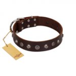 "Dark Chocolate" Handmade FDT Artisan Brown Leather Labrador Collar with Studs