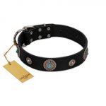 "Blue Gems" FDT Artisan Black Leather Labrador Collar with Chrome Plated Studs and Conchos