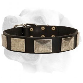 Wide Leather Collar For Labrador With Super Strong Nickel Plated Hardware