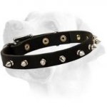Fashionable Leather Labrador Collar with Fancy Nickel Spikes