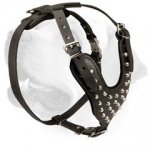 Labrador Studded Leather Harness With Wide Chest Plate