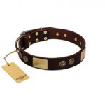 "Bow-Wow Effect" FDT Artisan Brown Leather Labrador Collar with Plates and Ornate Studs