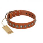 "Silver Spike" Handmade FDT Artisan Tan Leather Labrador Collar with Old Silver-Like Spikes