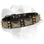 "All Included" Decorative Leather Collar For Labrador. Fashionable design!