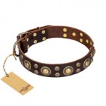 "Flower Melody" FDT Artisan Brown Leather Labrador Collar with Mixed Studs