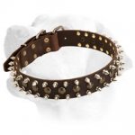 Amazing Dog Leather Collar For Exceptional Labradors