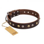 "Golden"n"Silver Luxury" FDT Artisan Leather Labrador Collar with Engraved Studs