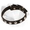 Pretty Leather Labrador Collar with Studs