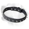 Labrador Elegant Leather Collar With Sparkling Spikes