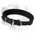 Extra Durable Leather Collar With Padding For Labrador