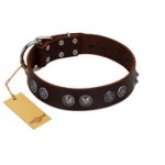 "King Arthur" FDT Artisan Brown Leather Labrador Collar with Spiky Plates