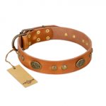 "Sun Beams" FDT Artisan Tan Leather Labrador Collar with Decorations