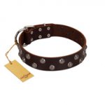 "Blossom Jewel" FDT Artisan Brown Leather Labrador Collar with Two Rows of Silver-like Studs with Engraved Flowers