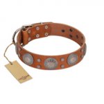 "Far Star" FDT Artisan Tan Leather Labrador Collar with Engraved Studs