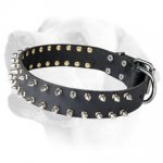 Stunning Spiky Leather Collar For Labrador