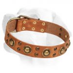 Leather Dog Collar with Brass Circles