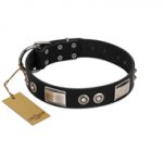 "Grand Wear" FDT Artisan Black Leather Labrador Collar with Shining Plates and Spiked Studs