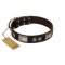 "Satin Beauts" FDT Artisan Brown Leather Labrador Collar with Stars and Plates