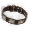 Gorgeous Leather Labrador Collar with Nickel Plates
