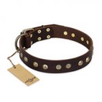 "Bronze Sheen" FDT Artisan Leather Labrador Collar with Brass-Plated Studs