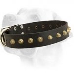Everyday Wide Leather Collar With Studded Decoration For Labrador