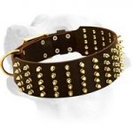 Wide Leather Labrador Collar With Bright Spiked Decoration