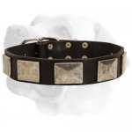 Wide Leather Collar For Labrador With Super Strong Nickel Plated Hardware