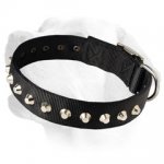 Shiny Decorative Nylon Collar For Labrador