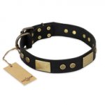 "Spanish night" FDT Artisan Fashionable Leather Walking Labrador Collar