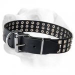 Studded Leather Labrador Collar for Everyday Usage