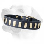 Exclusively designed Labrador leather collar