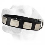 Vintage Look Nylon Collar For Labrador