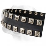 Stunning Leather Labrador Collar Decorated With Studs