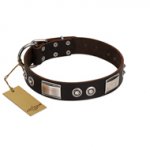 "Baller Status" FDT Artisan Brown Leather Labrador Collar Adorned with a Set of Chrome Plated Studs and Plates