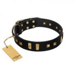 "Fit for Royalty" FDT Artisan Black Leather Labrador Collar with Plates and Small Square Studs