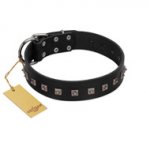 "Natural Beauty" Premium Quality FDT Artisan Black Designer Labrador Collar with Dotted Studs