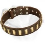 Gorgeous wide leather dog collar with plates