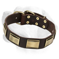 Leather Labrador Collar Decorated with Massive Plates