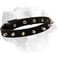 Fashionable Leather Labrador Collar with Fancy Nickel Spikes