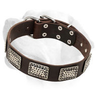 Gorgeous Leather Labrador Collar with Nickel Plates